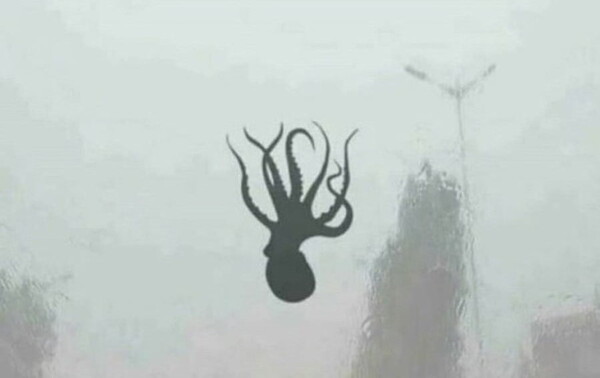 부산 해운대 '마린시티 문어'로 알려진 사진[인터넷 커뮤니티 캡처]