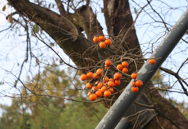 감이 열린 의령군 정곡면 백곡리 500살 감나무[의령군 제공]