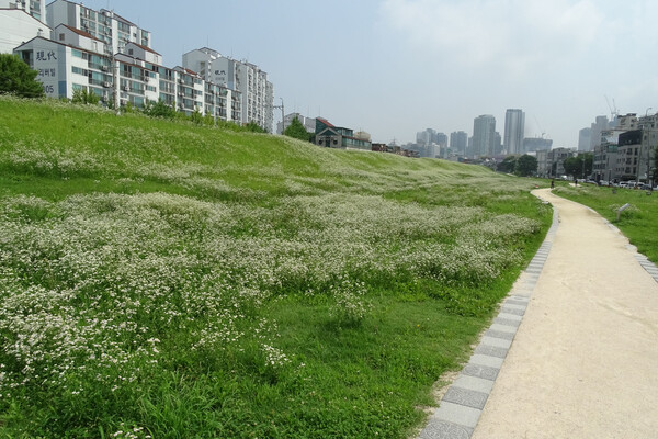 ▲ 풍납토성 남쪽성벽