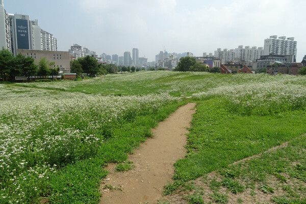 ▲ 풍납토성 전망대에서 본 안쪽 성벽