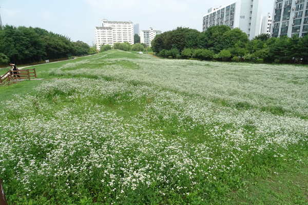 ▲ 풍납토성 서쪽 성