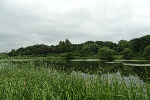 ▲ 몽촌 토성 전경