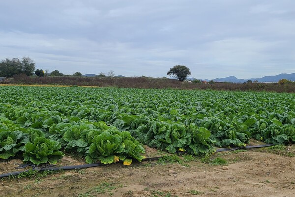 ▲육계토성안 농경지