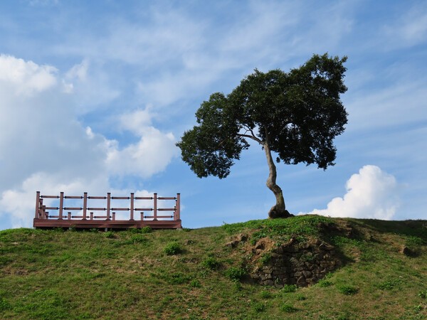 ▲당포성 느티나무