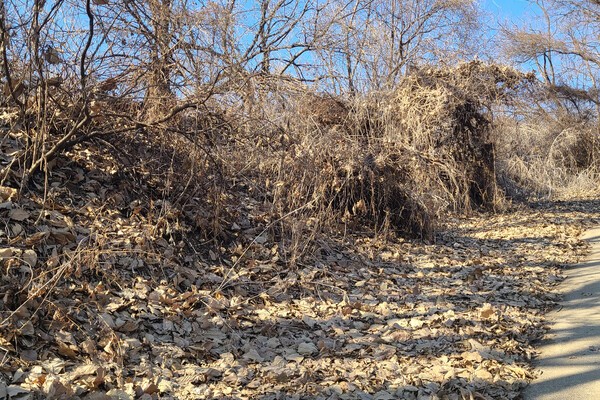 ▲산성 서쪽의 우거진 성벽 안쪽