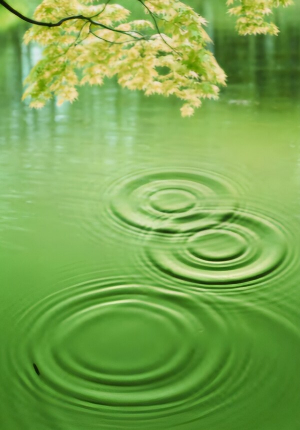▲이슬비가 내리며 잔잔한 연못에 동심원이 그려진다. 물방울 크기에 따라 크고 작은 원들이 차례로 이어진다. 필자 제공