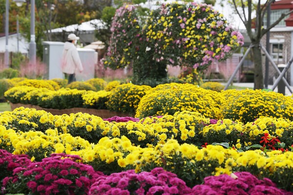 ▲공원에 활짝 핀 국화가 가을의 아름다움을 선물하고 있다. 연합뉴스