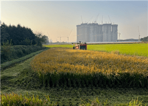 ▲연희공원 논 습지 벼 모습. 인천시