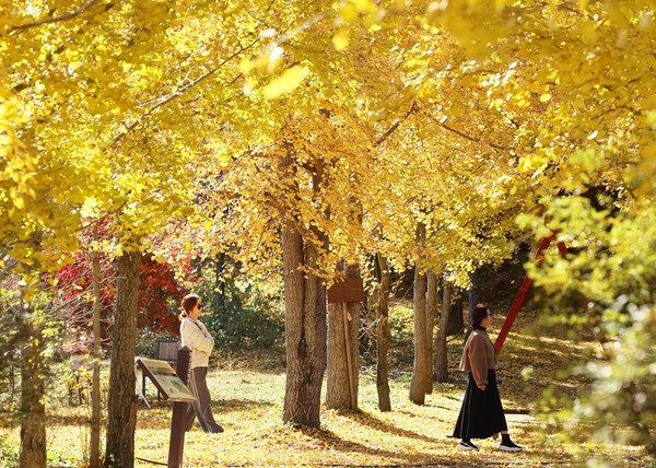 ▲ 14일 전남 나주시 남평읍 은행나무수목원에서 나들이객들이 산책하며 가을을 만끽하고 있다. 연합뉴스