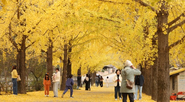 ▲ 12일 오후 경남 거창군 거창읍 의동마을 은행나무길에서 관광객이 늦가을의 분위기를 만끽하고 있다.이곳은 2011년 제1회 거창관광 전국 사진 공모전을 통해 알려지면서 많은 관광객이 찾고 있다.연합뉴스