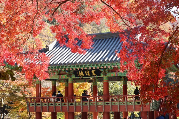 ▲11일 전남 장성군 내장산국립공원 백양사를 찾은 나들이객들이 단풍나무 주위를 거닐며 가을을 만끽하고 있다. 연합뉴스