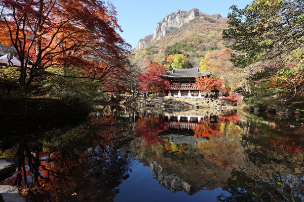 ▲11일 전남 장성군 내장산국립공원 백양사를 찾은 나들이객들이 단풍나무 주위를 거닐며 가을을 만끽하고 있다. 연합뉴스