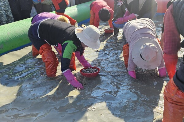 ▲‘제21회 벌교꼬막축제’ 에서 관광객들이 ‘황금꼬막을 잡아라’를 하고 있다. 보성군청 제공