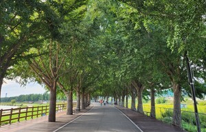 은행나무길과 '여해나루': 아산이 품은 역사와 사색의 공간