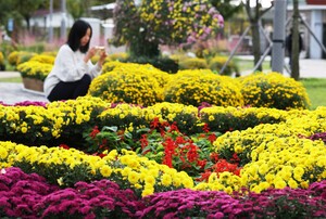 "가을의 대표 꽃, 국화의 계절이 왔다"