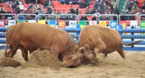 동물학대 소싸움폐지 전국행동 "6개 시·군 2026년 소싸움 지원 예산 미편성 환영"